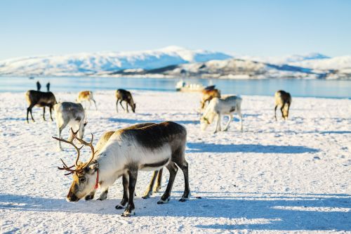 Photos du Voyage VENET : Magie et féérie en Laponie ( Du 21 au 28 Janvier )
